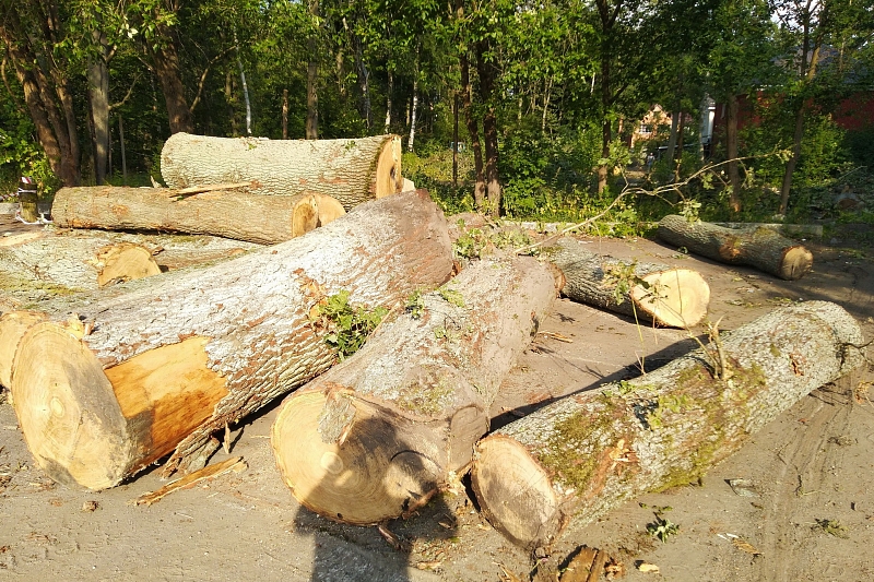 В Новороссийске в природоохранной зоне вырубили столетние дубы