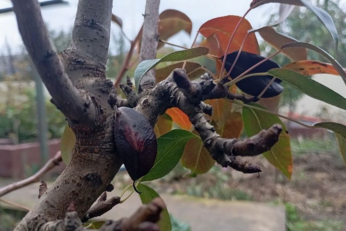 Гадание на кольчатке: верный прогноз будущего урожая груши 