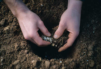 Лунки для томатов готовлю заранее: добавляю дрожжи, костную муку и биогумус — томаты растут крупными и сладкими