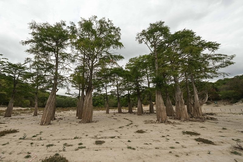Анапские окрестности не являются родиной деревьев-гигантов. Кипарисы предпочитают болотистую местность Северной Америки.