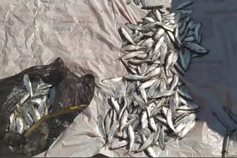 Рыбалка на 685 тыс. рублей: в Краснодарском крае задержаны очередные браконьеры