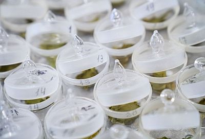 В Сочи разработали новые генотипы чая с повышенной устойчивостью к холоду