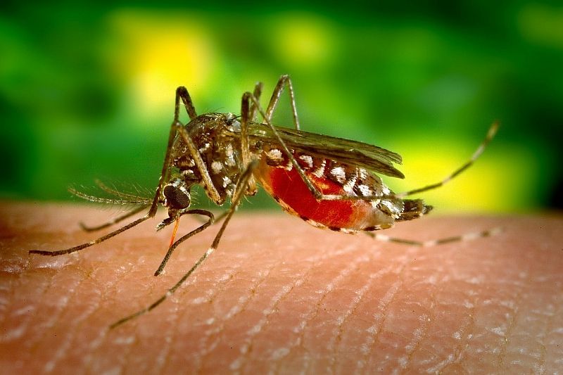 Комары снова разносят смертельный вирус Западного Нила