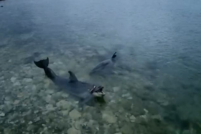 Уголовное дело грозит бизнесмену, выбросившему в море под Севастополем ручных дельфинов