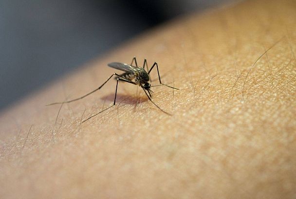 Жара может погубить атаковавших жителей и туристов Геленджика комаров 