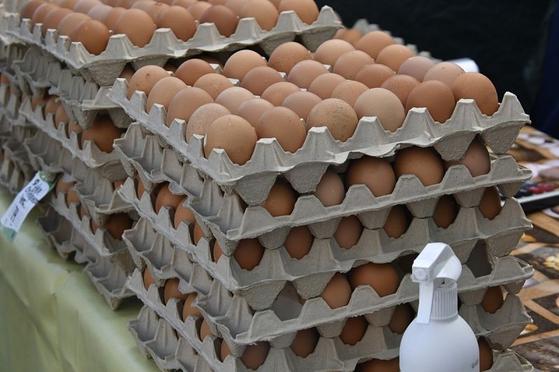 На Кубани производство яиц выросло на 1,3 млрд штук