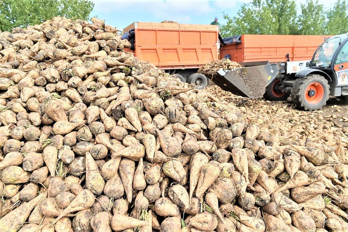 В Краснодарском крае стартовала уборка сахарной свеклы