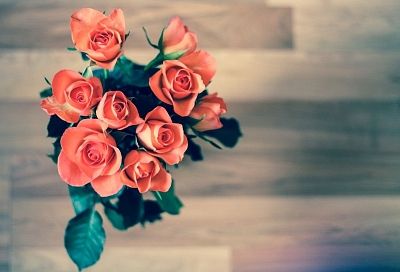 Подаренные розы пересаживаю в землю и через время получаю красивые кусты. Секреты опытных цветоводов