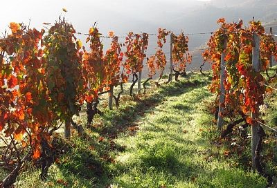 Мороз будет не страшен: готовим виноград к зимовке правильно