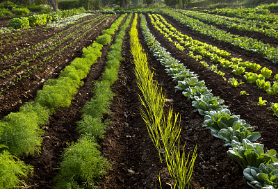 Что срочно посеять в конце апреля, чтобы не упустить ранний урожай: в мае будет уже поздно
