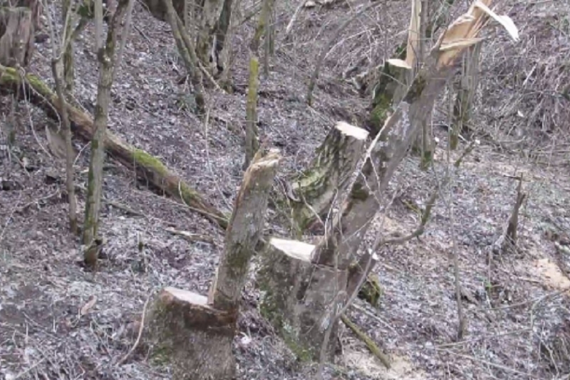 В Краснодарском крае мужчина и женщина вырубили деревья на 600 тыс. рублей