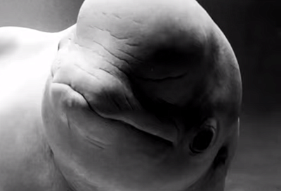 Умерла белуха-долгожитель, которую 10 лет назад перевезли из дельфинария Сочи в океанариум Москвы