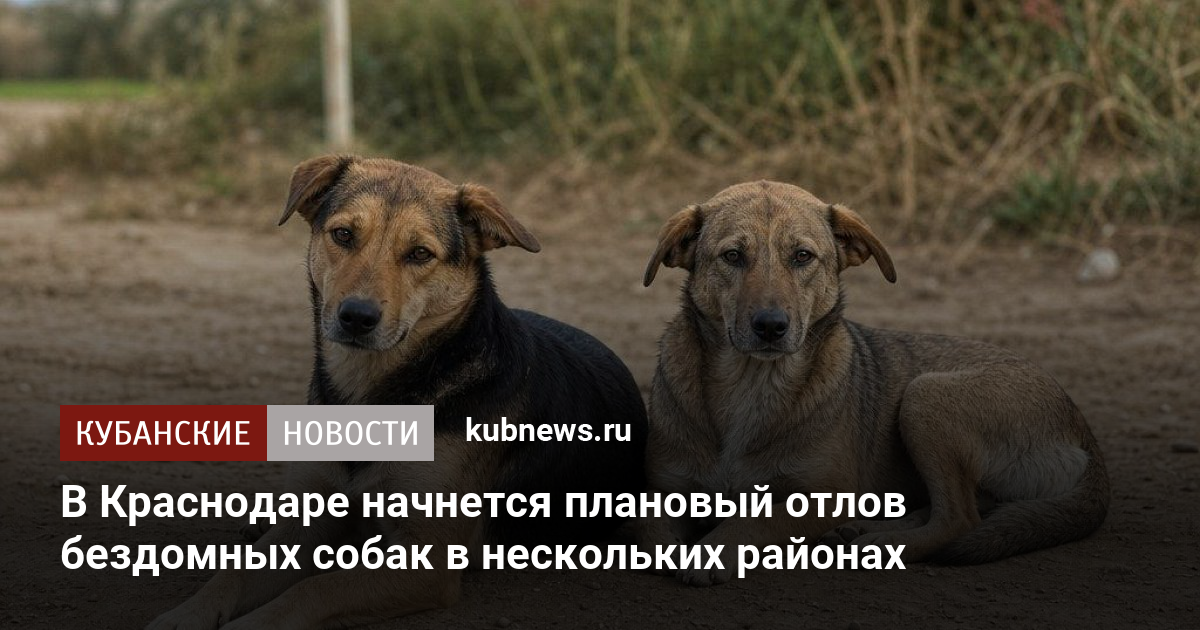 В Краснодаре начнется плановый отлов бездомных собак в нескольких районах