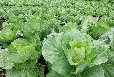 Высеваем капусту на рассаду с 1 апреля: два метода с замачиванием и золой – урожай сразу добротный