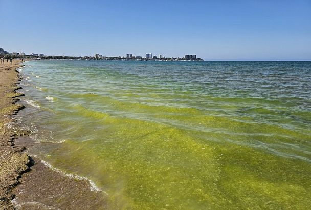 Море у берегов Анапы позеленело из-за водорослей
