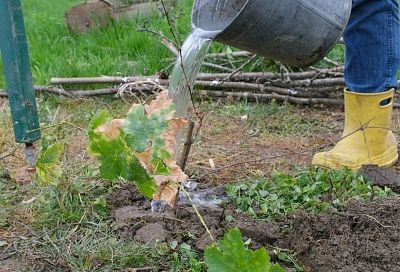 Краснодарцы готовятся к дачному сезону: продажи садовой техники выросли на 18% за год