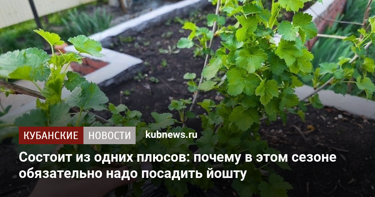 Йошта: главный плюс сезона - крупные и вкусные ягоды без колючек