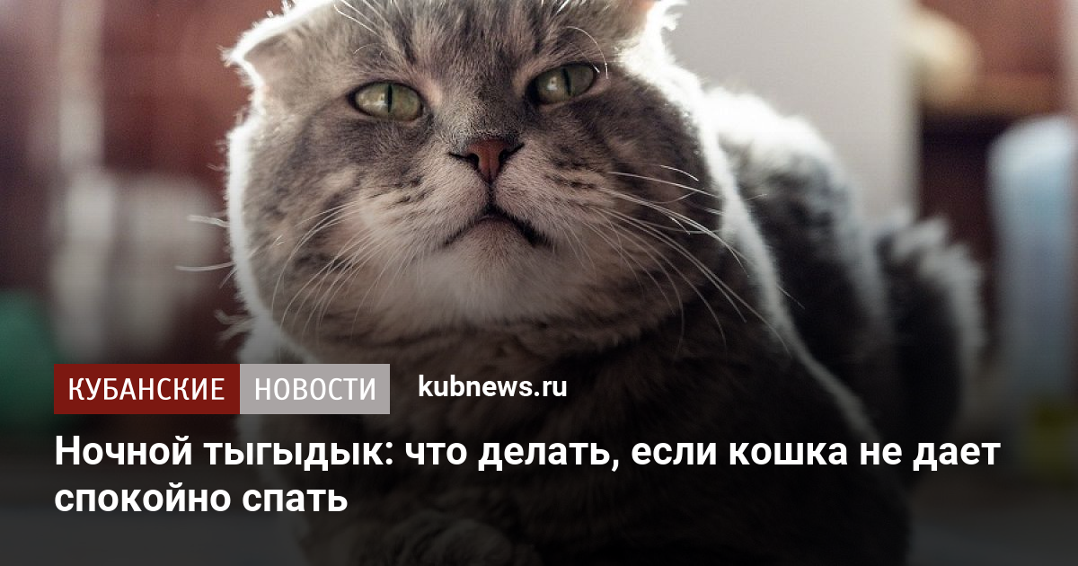 😾Что делать, если ваша кошка не дает спать по ночам