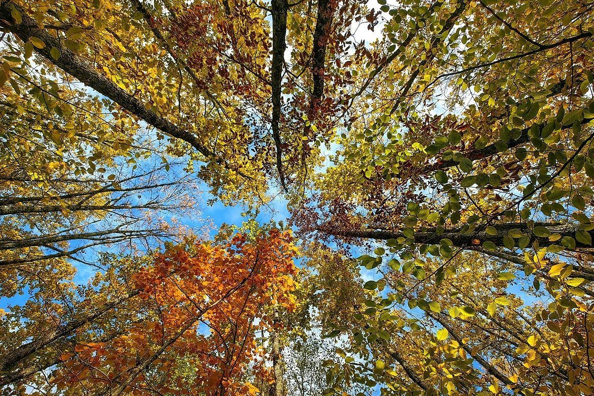 Шестилетняя программа по защите и приумножению лесных богатств стартовала на Кубани по нацпроекту «Экологическое благополучие»