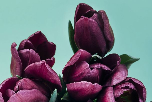 Цвет роскоши и элегантности: лучшие садовые растения с винно-пурпурным оттенком