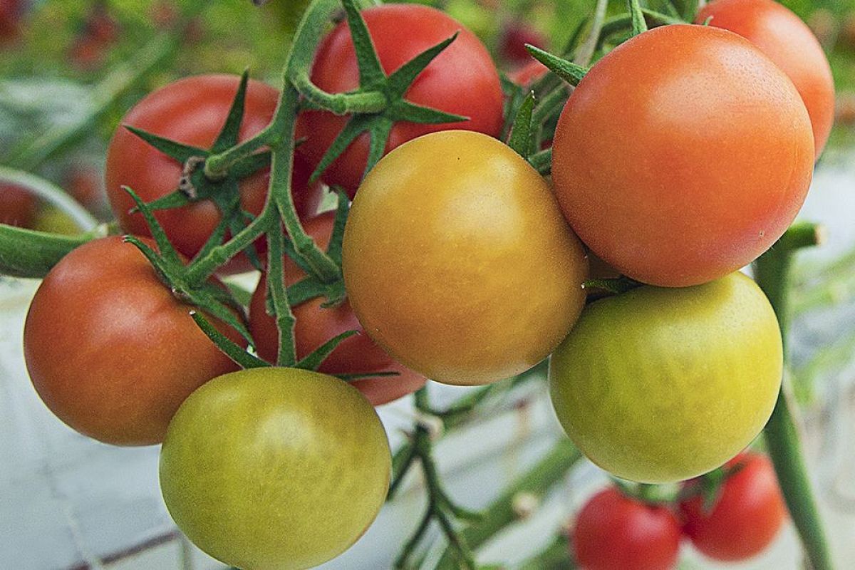 Оголите плоды и прищипните куст: какие листья удалять у помидоров в августе