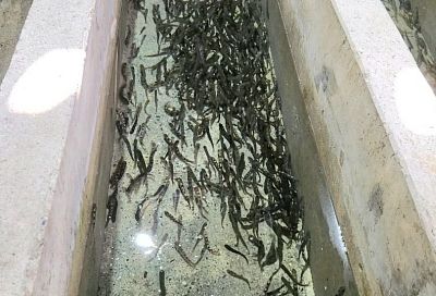 Более 40 тыс. мальков краснокнижного лосося выпустили в море и реки под Сочи