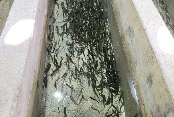 Более 40 тыс. мальков краснокнижного лосося выпустили в море и реки под Сочи