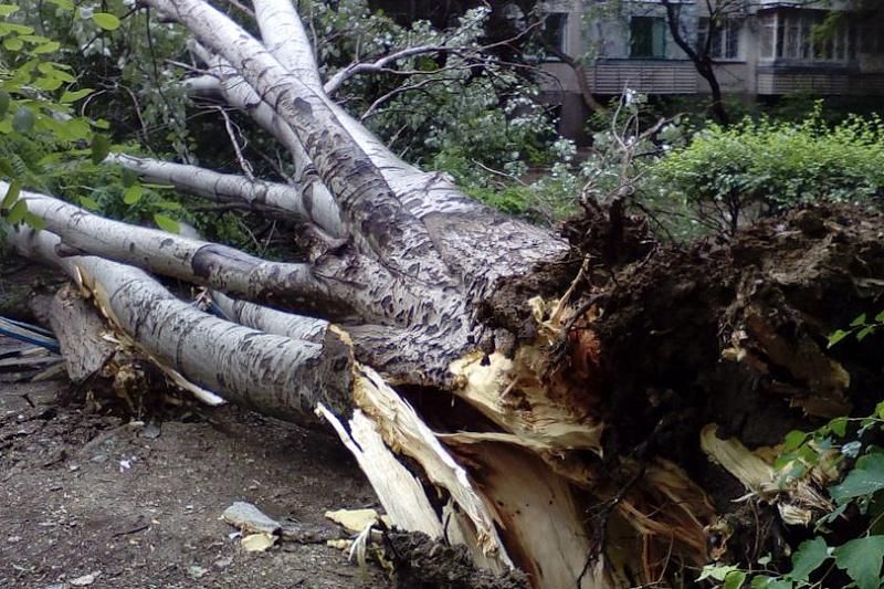 В Краснодарском крае на туриста рухнуло дерево. Он госпитализирован