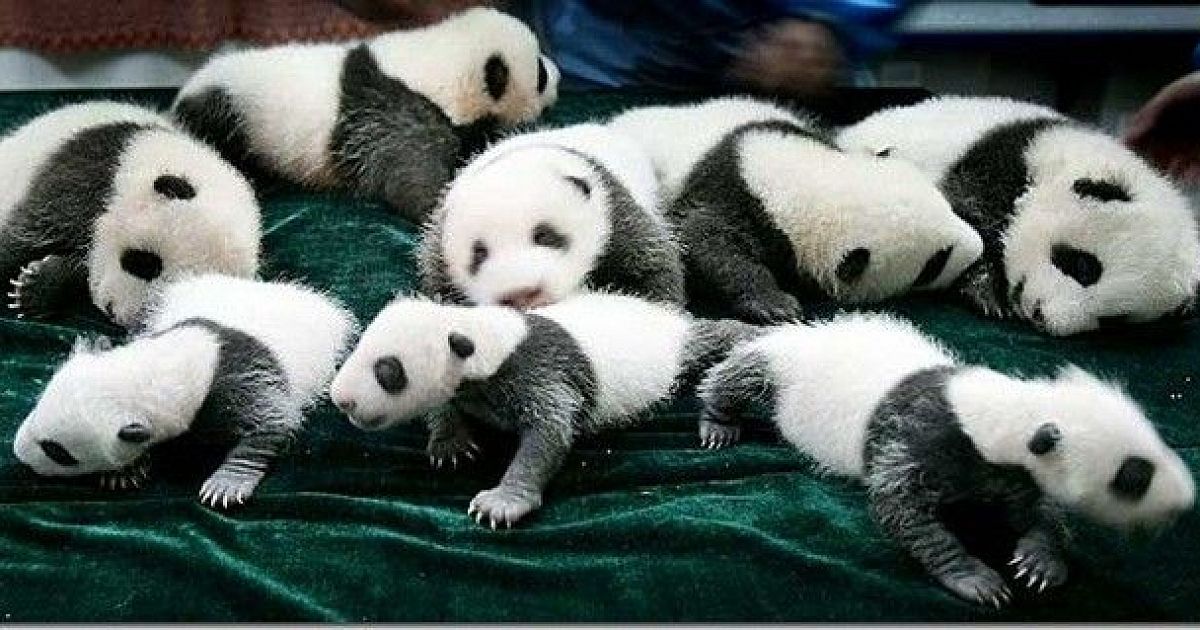 9 pandas. Рождаемость животных. Обалдевшая Панда. Пандачки при рождении. Пандотерапия.