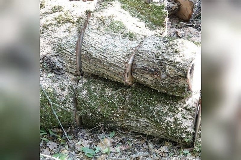 Двое жителей Краснодарского края незаконно спилили деревья на 10 млн рублей
