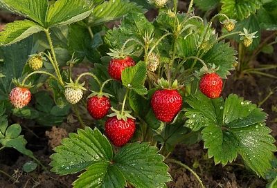 Женские и мужские кусты клубники: как избавиться от бесплодных растений