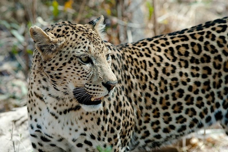 В России подготовят специальную программу для восстановления популяции леопардов