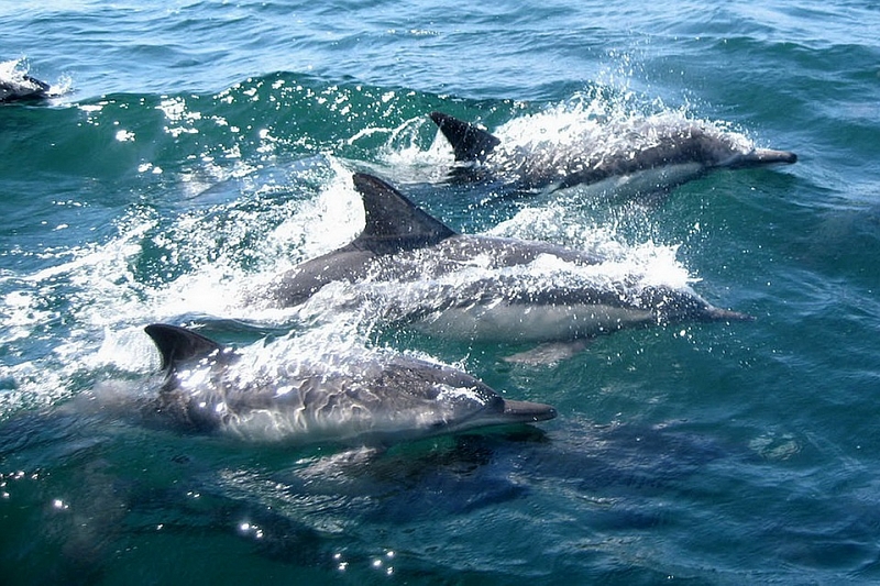 Росприроднадзор назвал причины гибели дельфинов в Краснодарском крае