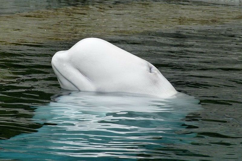 В Сочи в дельфинарии кит укусил ребенка. СК проводит проверку