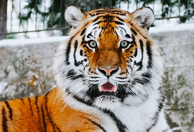 Директор зверинца «Тайган», где младенцу из Краснодара тигр откусил палец, получил срок 