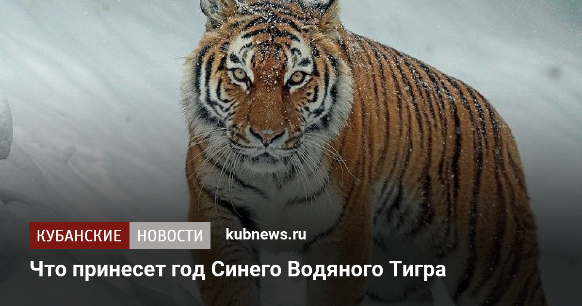 что принесет 2024 год тигру. тигр год. что принесет 2024 год тигру. голубой водяной тигр 2022. что принесет 2024 год тигру.