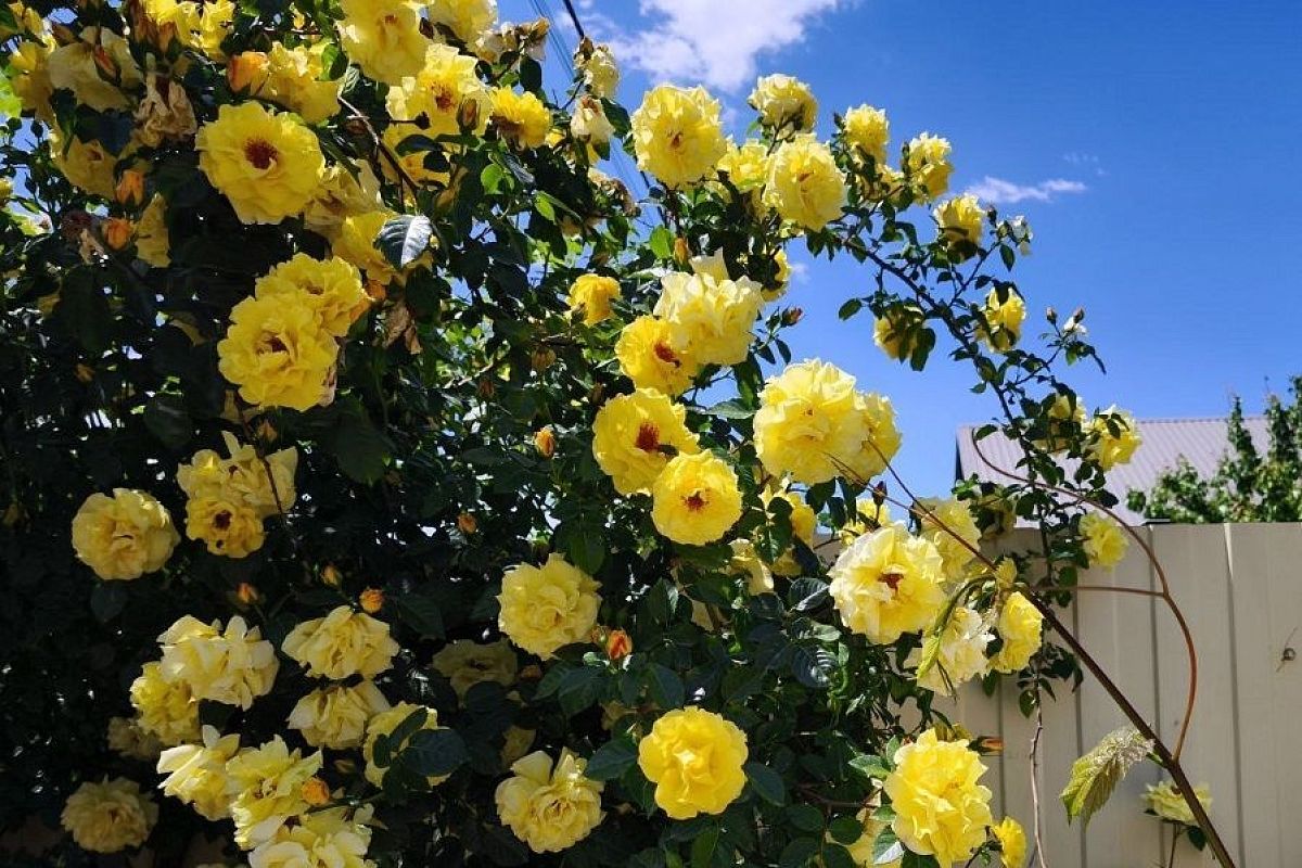 10–15 литров в неделю: как и сколько поливать розы в летнюю жару