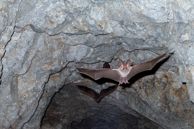 Около 7 тыс. краснокнижных летучих мышей обнаружили ученые в пещере на Кубани