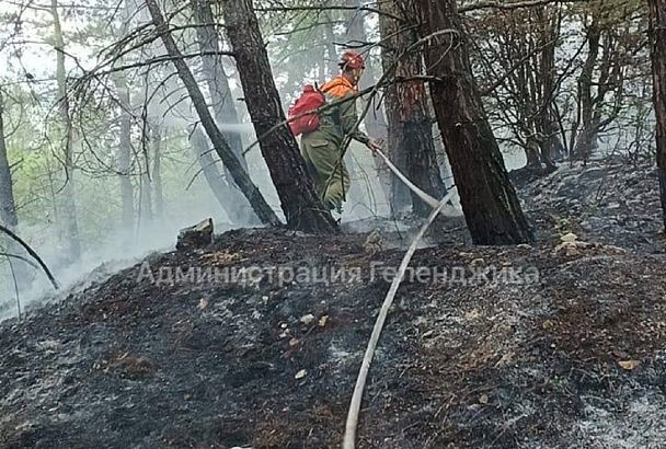 Неизвестный поджег лес в Геленджике 