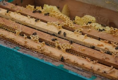 Пять продуктов пчеловодства с самым широким спектром полезных веществ – от пыльцы до прополиса