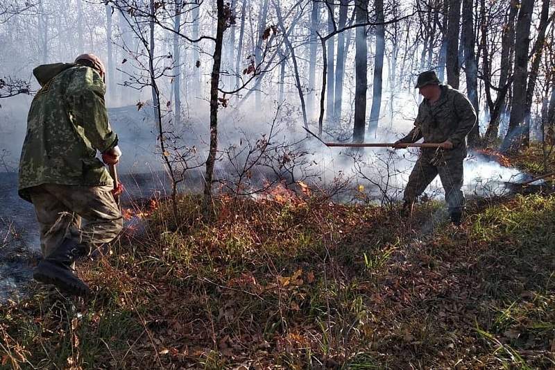 В Северском районе тушат пять лесных пожаров