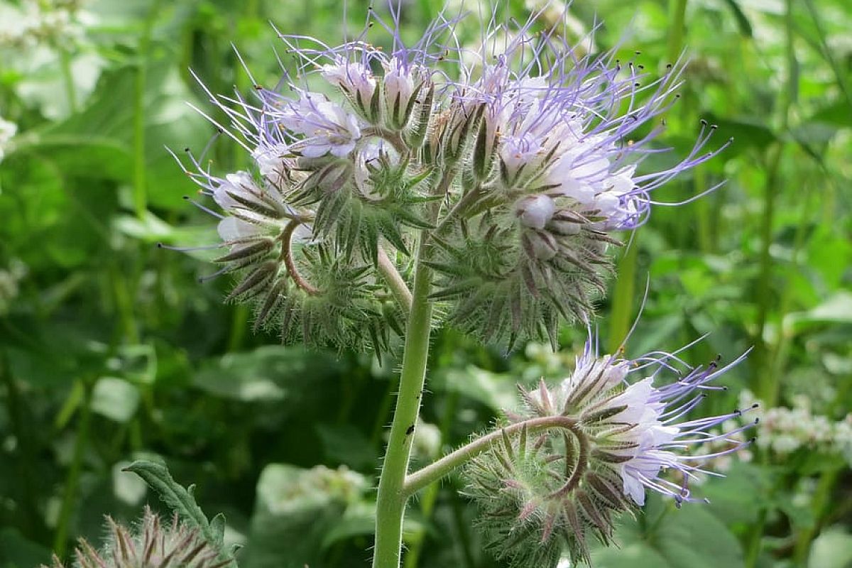 Это скромное растение заменяет целый мешок навоза: вот почему опытные садоводы никогда его не променяют