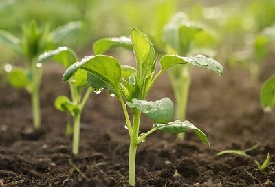 Рассада растет на глазах! Натуральный стимулятор роста из картофельных ростков: просто и бесплатно