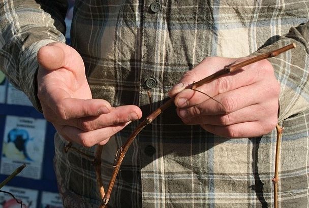 С «монархом» и «юпитером» справится каждый: какие сорта винограда больше всего подходят для любительского выращивания