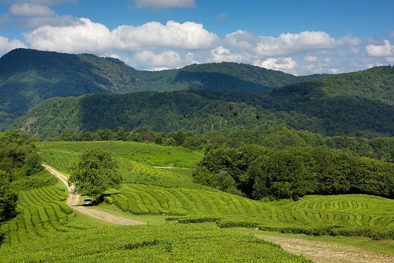 В Сочи пройдет забег по нацпарку и чайным плантациям