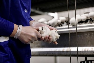 За год Краснодарский край почти в два раза нарастил производство грибов