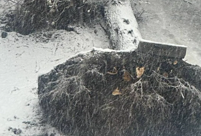 Сотни поваленных деревьев и жёлтый уровень опасности: Москва