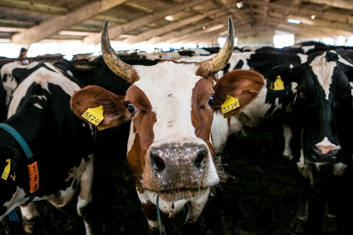 Спрос на скотников, сельхозрабочих и овощеводов вырос на Кубани