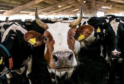 Спрос на скотников, сельхозрабочих и овощеводов вырос на Кубани