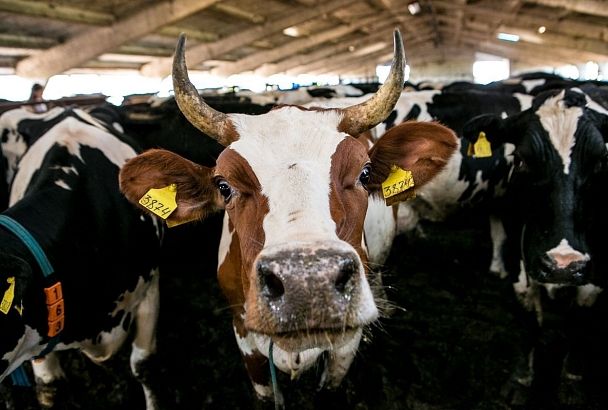 Спрос на скотников, сельхозрабочих и овощеводов вырос на Кубани